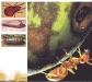 o_Biota del Suelo FAO